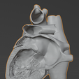 7.png 3D Model of Heart (apical 2 chamber plane)