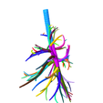 3.png Tracheobronchial Tree Segmented in 101 Parts