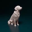 rs-001.jpg Golden Retriever