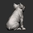 French-Bulldog8.jpg French Bulldog 3D print model