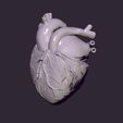 9.jpg Fichier STL cœur anatomique・Plan imprimable en 3D à télécharger