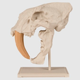 Capture d’écran 2017-09-05 à 17.51.22.png Fichier STL gratuit Crâne de chat à dents de sabre・Plan pour imprimante 3D à télécharger