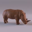RhinoPr_0001.jpg Wildlife animals