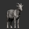 goat10.jpg Goat 3D print model