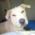 cuddlycrittercreationsllc