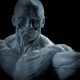 Untitled_Viewport_011.png Anatomia Humana Musculacion - Muscle Anatomy human adapted Print