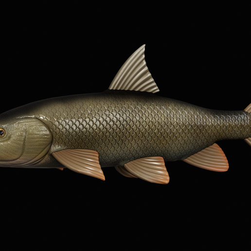 🐠 fish Common barbel / Barbus barbus with storage space / for 3d ...
