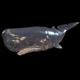 17072-POLY.jpg WHALE Sperm Whale Moby Dick ORCA Killer Whale Dolphin FISH sea CREATURE 3D MODEL ANIMATED RIGGED