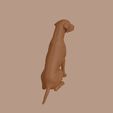 Bedlington_Terrier_0007.jpg Bedlington Terrier Dog in Sitting Pose