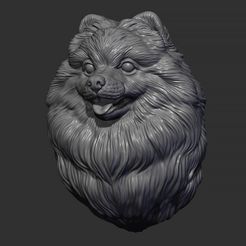 8.jpg STL file Pomeranian head・3D printer design to download