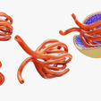 Glomerulus_R_2.png Anatomie du glomérule