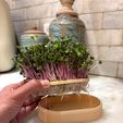 IMG_8987.jpg Long Microgreens Growing Kit – Custom Name Ready | No Supports Needed