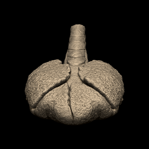 4.png Cola de anquilosaurio