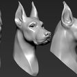 01.jpg Doberman Head