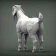 Boer-goat-baby5.jpg Baby Boer goat 3D print model