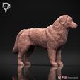 Bernese-Mountain-Dog-Pose-02-Dog-3D-Print-2s.jpeg Bernese Mountain Dog 3D Print Model Pose 02