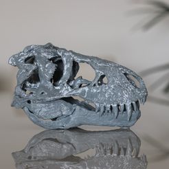 Crâne de Tyrannosaurus Rex "Tristan Otto