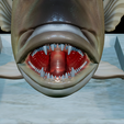 Dentex-mouth-statue-33.png fish Common dentex / dentex dentex open mouth statue detailed texture for 3d printing
