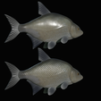 Bream-fish-11.png fish Common bream / Abramis brama solo model detailed texture for 3d printing