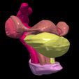7.jpg 3D Model of Pelvis Organs