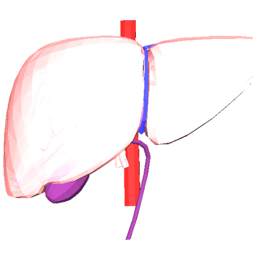 💊 3D Model of Human Liver・ STL File for 3D printing・Cults