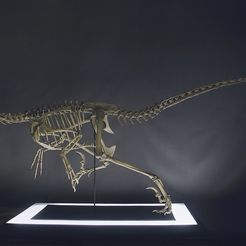 DSC_0052 - Copie.jpg Fichier 3D Squelette de Vélociraptor taille réelle Part01/05・Design imprimable en 3D à télécharger