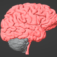 3.png 3D Model of Brain - section