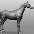 16.jpg Horse Breeds Collection