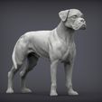 boxer3.jpg Boxer dog 3D print model