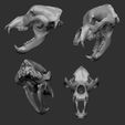 zbrush.jpg Cave Bear skull - Ursus spelaeus