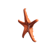 snapshot_p3d-(12).png Real starfish 3d scan