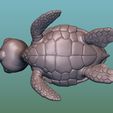 6.jpg Sea Turtle (Green turtle)