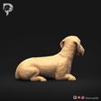 Dachshund-Wire-Haired-Pose-09-Dog-3D-Print-4s.jpeg Dachshund Wire Haired Pose 09