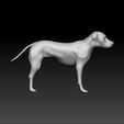 dog2-2.jpg pitbull Dog 3d model for 3d print