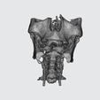 9-SKULL-ANATOMY.png SKULL THROAT ANATOMY Human Skeleton BONES NECK DK