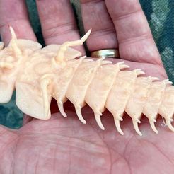 Coléoptère trilobite