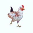 PPP.jpg CHICKEN - DOWNLOAD CHICKEN 3d Model - animated for Blender-Fbx-Unity-Maya-Unreal-C4d-3ds Max - AND 3D Printing HEN HEN CHICKEN hen, chicken, fowl, coward, sissy, funk -BIRD -  POKÉMON - GARDEN