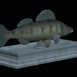 Zander-statue-14.png fish zander / pikeperch / Sander lucioperca statue detailed texture for 3d printing