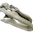 04.jpg Argentinosaurus skull