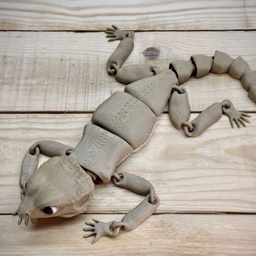 IMG_0605.jpeg Bebé Beardie (dragón barbudo)