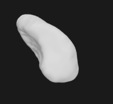 Scaphoid Bone Right Hand