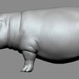 01.jpg Hippo