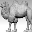 camel3.jpg camel
