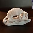 20200929_231714.jpg STL file Dilophosaurus dinosaur skull・3D print design to download