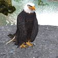 0.jpg Eagle Eagle - DOWNLOAD Eagle 3d Model - Animated for Blender-Fbx-Unity-Maya-Unreal-C4d-3ds Max - 3D Printing Eagle Eagle BIRD - DINOSAUR - POKÉMON - PREDATOR - SKY - MONSTER