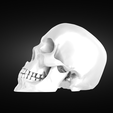 Screenshot-2022-05-31-at-21.13.04.png Perfect anatomic human skull model