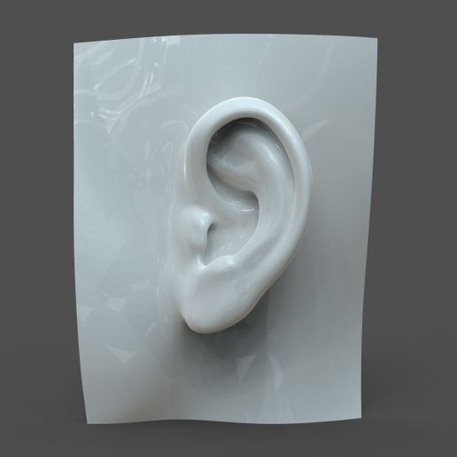 SH_model1_detail0c.206.jpg Realistic lifesize female ear
