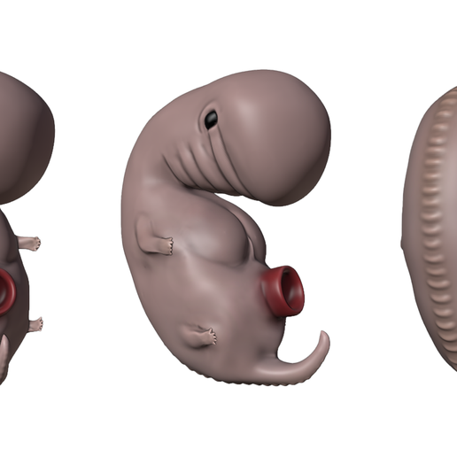4_Weeks_Matcap_03.png 4 Weeks Human embryonic (baby stages)