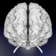 central-nervous-system-cortex-limbic-basal-ganglia-stem-cerebel-3d-model-blend-21.jpg Central nervous system cortex limbic basal ganglia stem cerebel 3D model