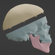3.png 3D Model of Skull, Skull Cap and Mandible